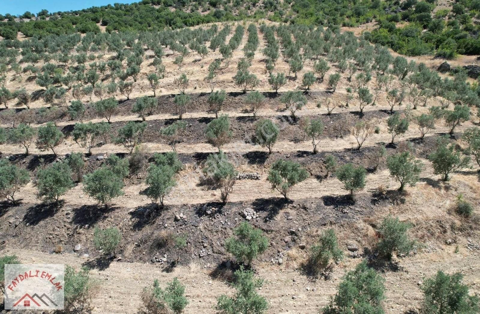 Köprübaşı-demirci Yol Üzeri Zeytinlik - Görsel 10