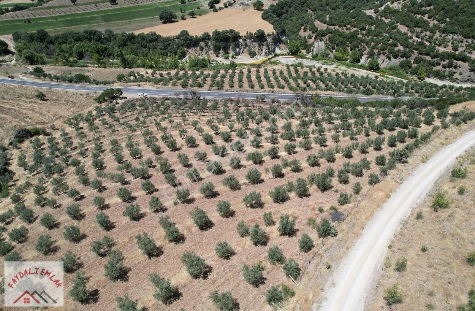 Köprübaşı-demirci Yol Üzeri Zeytinlik - Görsel 8