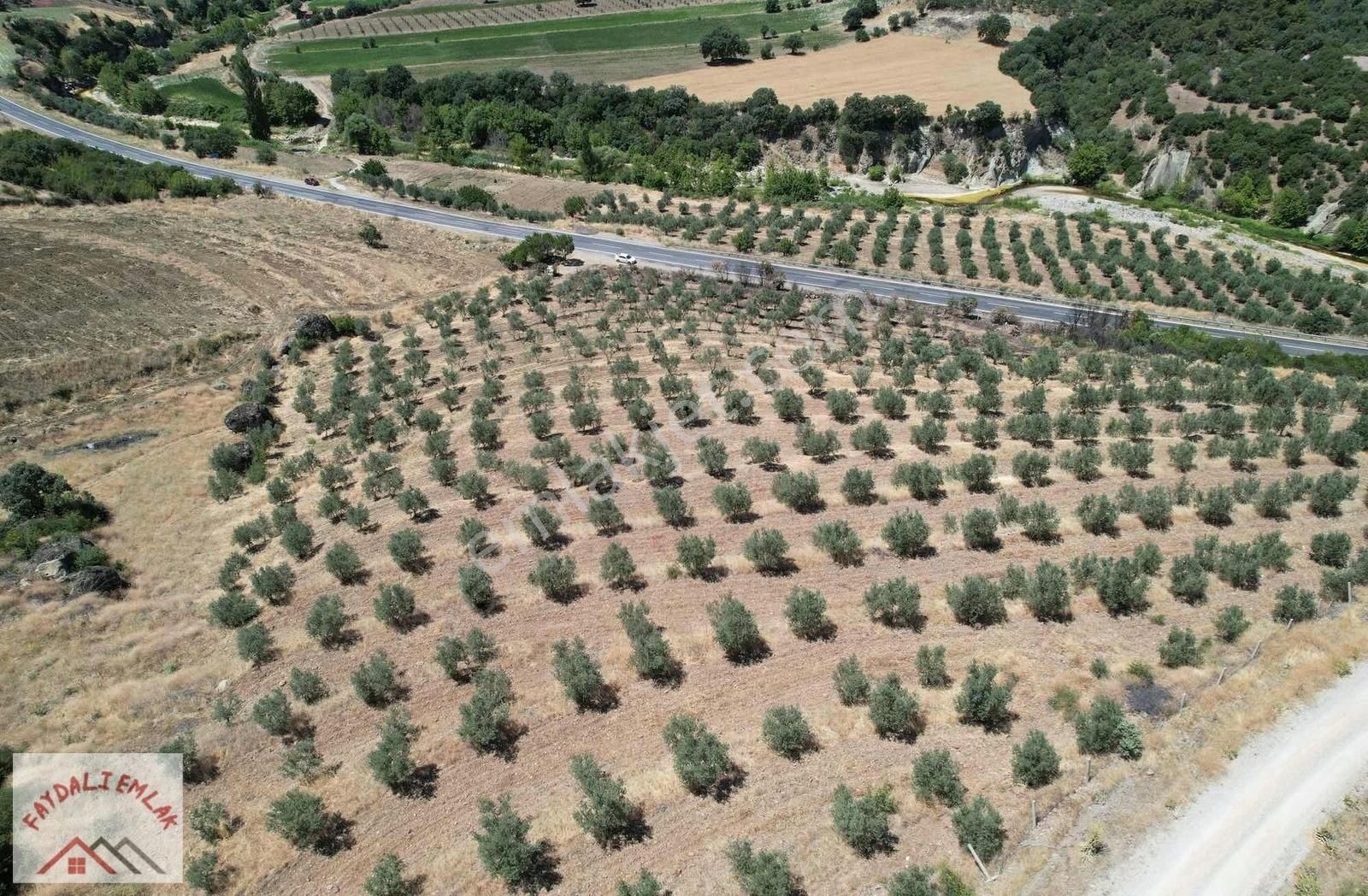 Köprübaşı-demirci Yol Üzeri Zeytinlik - Görsel 11