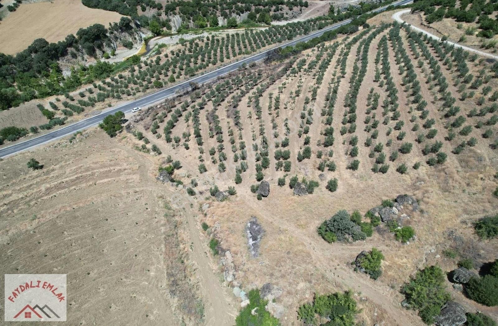 Köprübaşı-demirci Yol Üzeri Zeytinlik - Görsel 4