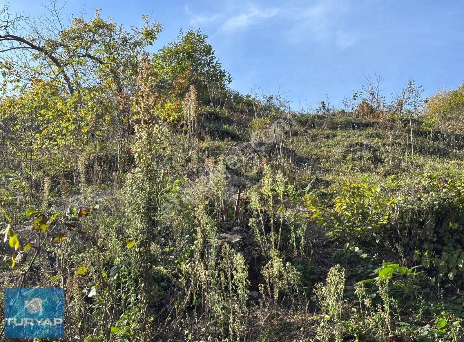 Ordu Günören Mah 7.365 M2 Satılık Fındık Bahçesi - Görsel 10