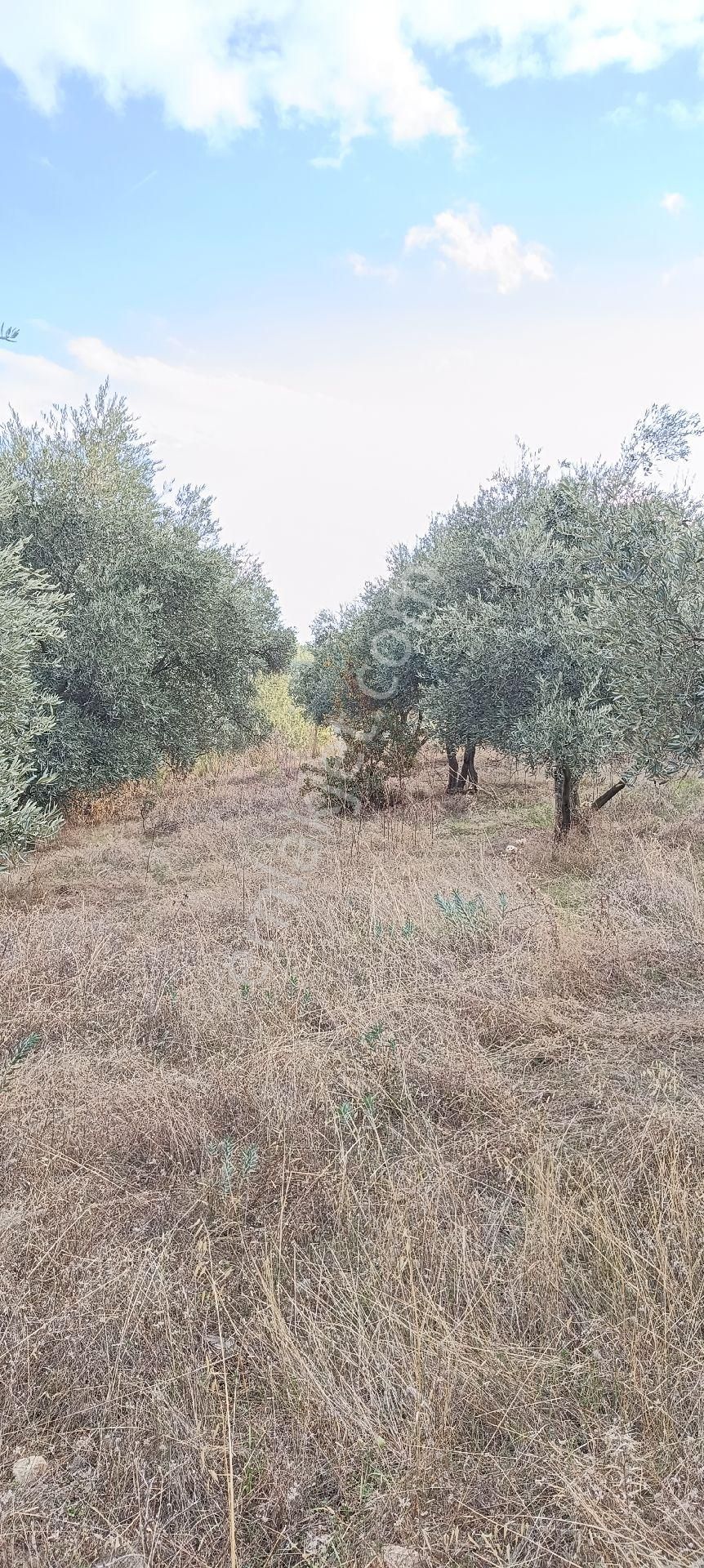 Muğla Bayır,da 1780m2 Satılık - Görsel 17