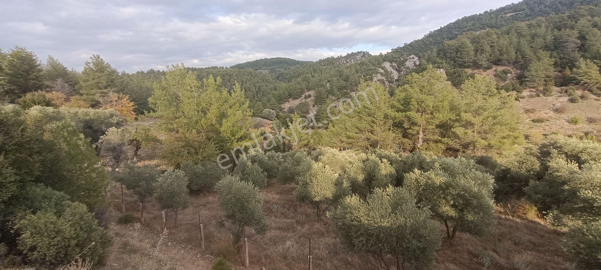 Muğla Bayır,da 1780m2 Satılık - Görsel 3