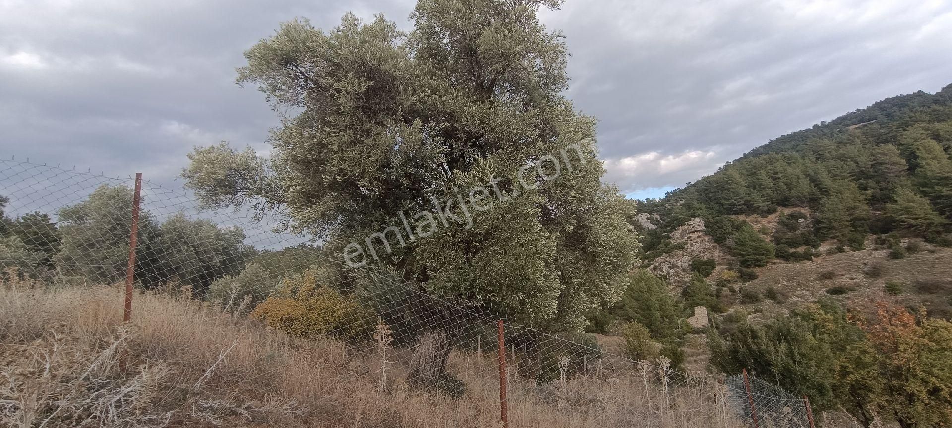 Muğla Bayır,da 1780m2 Satılık - Görsel 8
