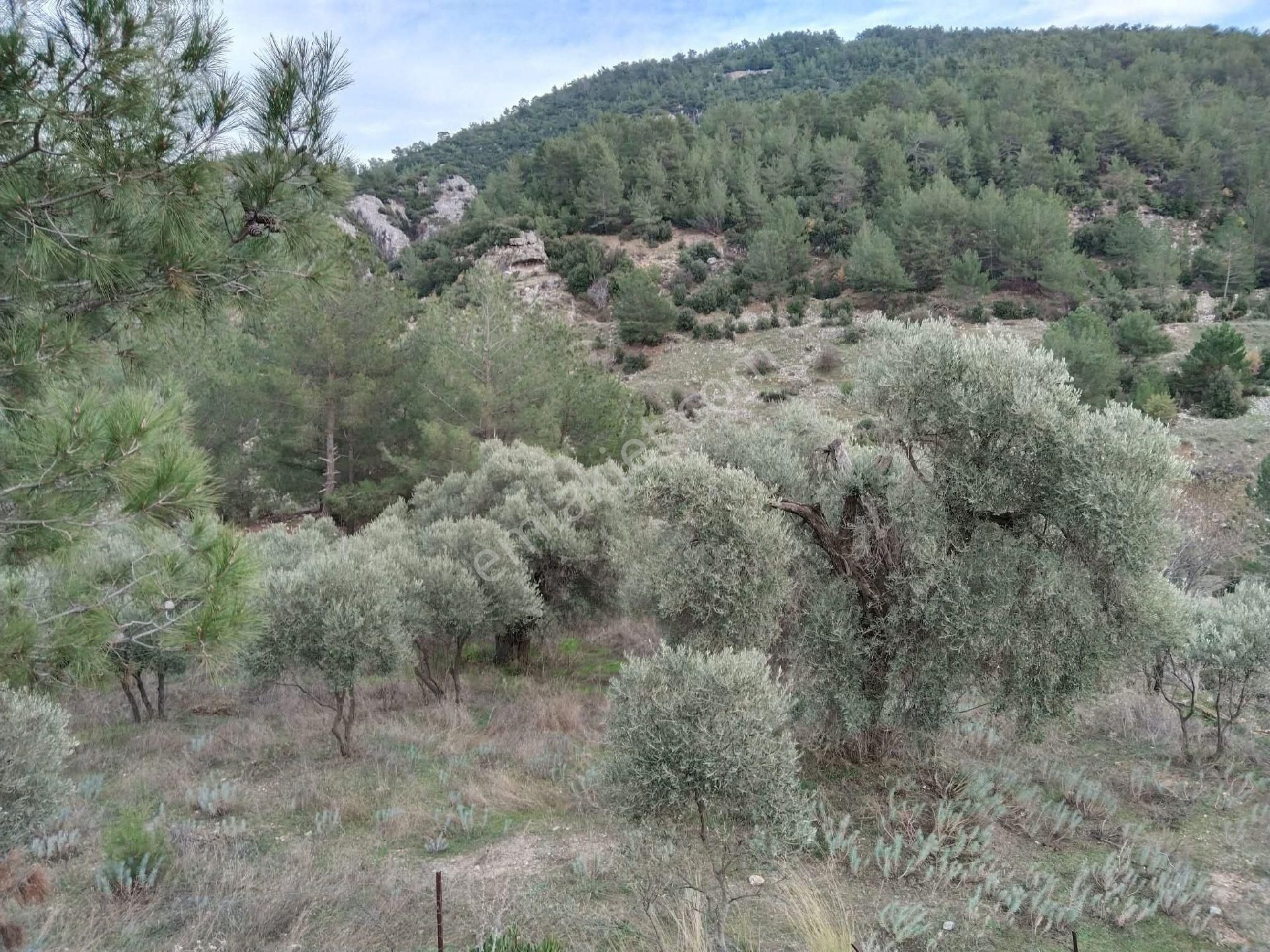 Muğla Bayır,da 1780m2 Satılık - Görsel 28
