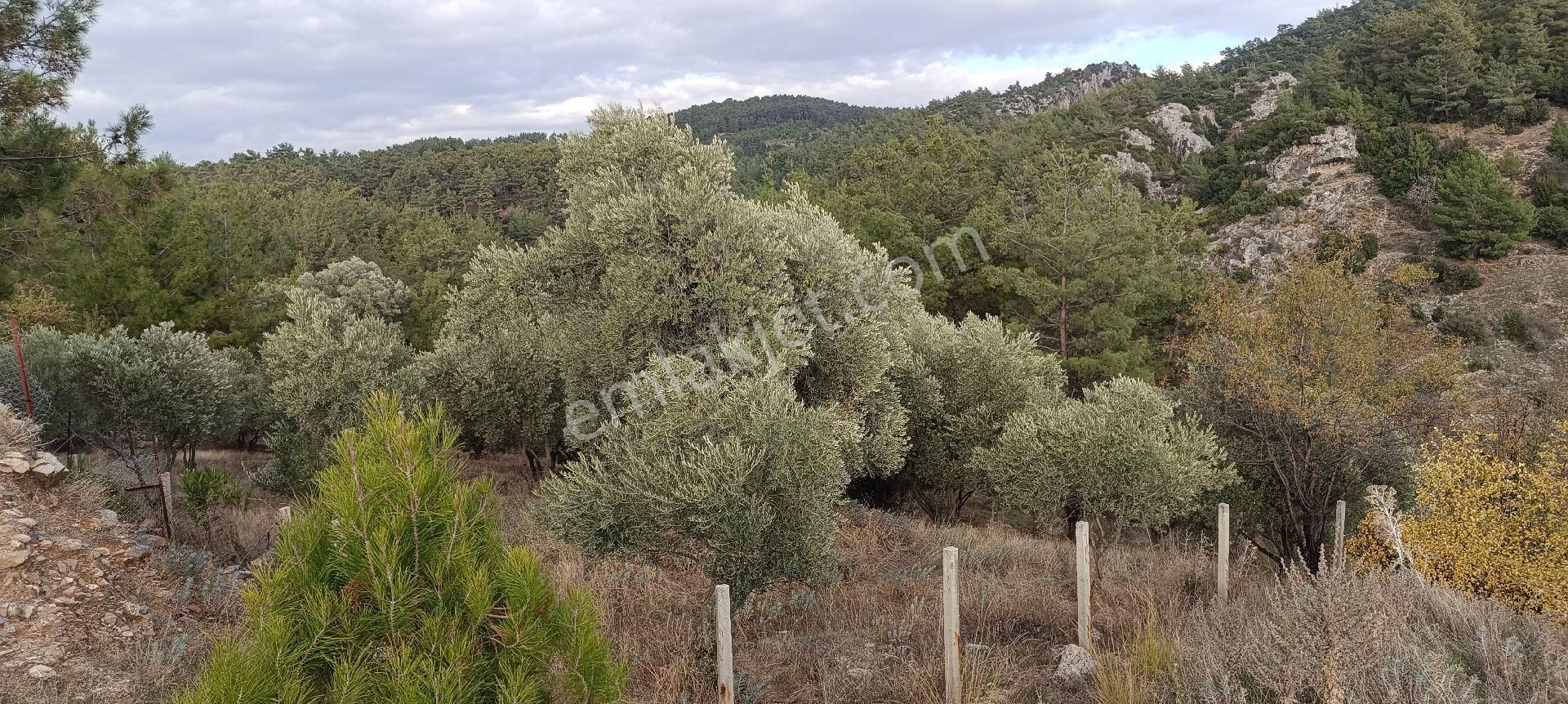 Muğla Bayır,da 1780m2 Satılık - Görsel 6