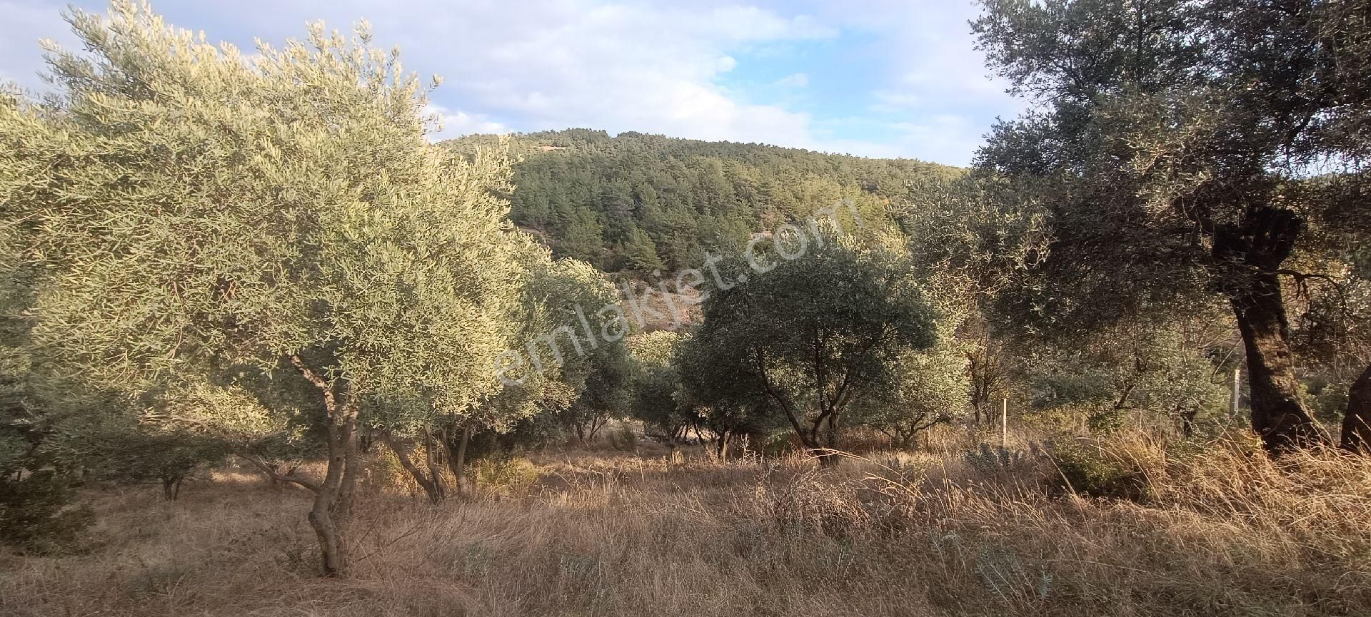 Muğla Bayır,da 1780m2 Satılık - Görsel 24