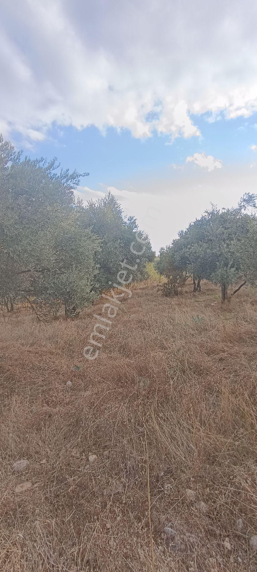 Muğla Bayır,da 1780m2 Satılık - Görsel 18