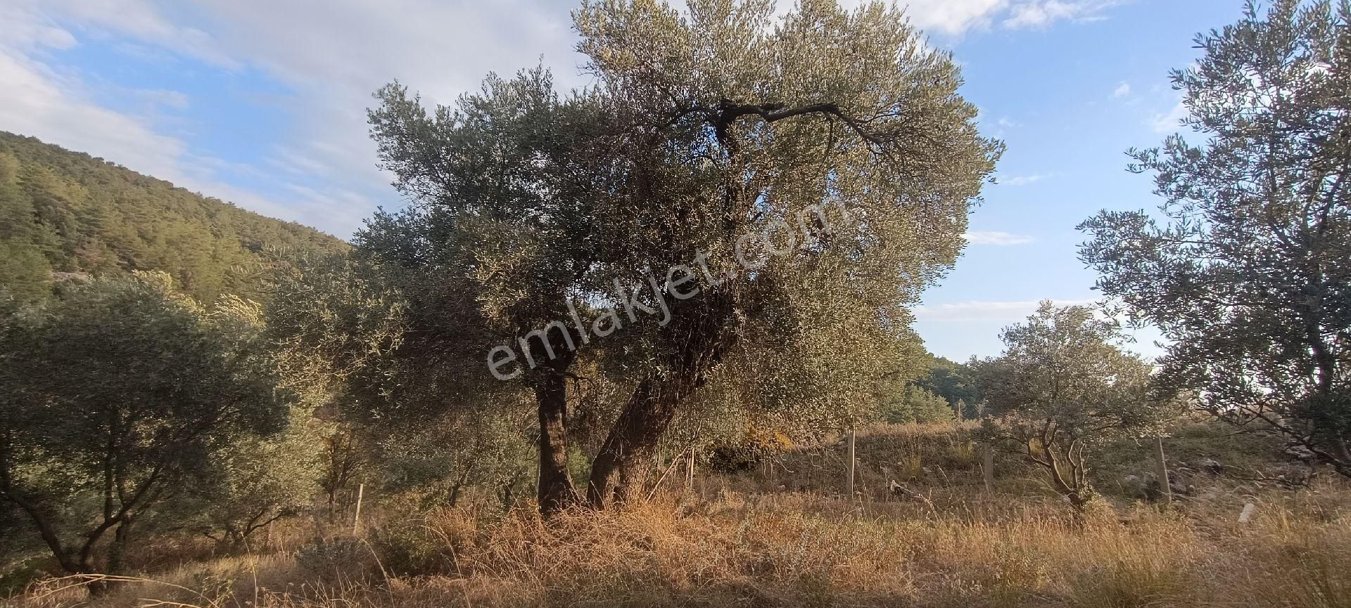 Muğla Bayır,da 1780m2 Satılık - Görsel 23