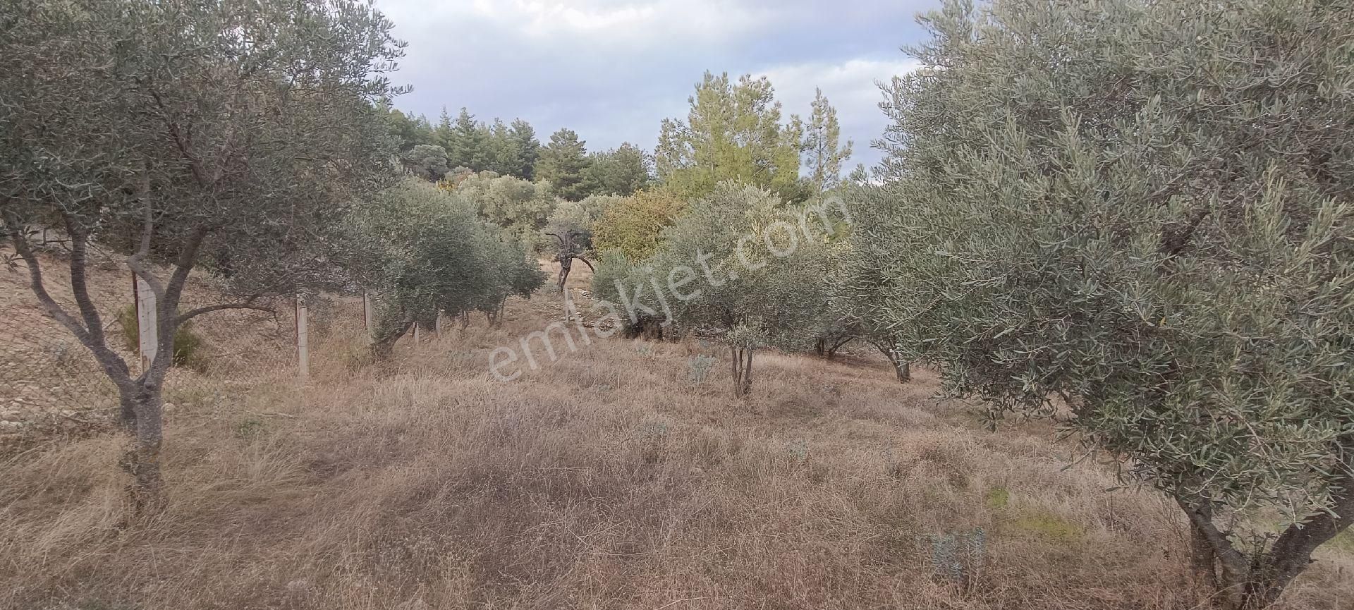 Muğla Bayır,da 1780m2 Satılık - Görsel 22