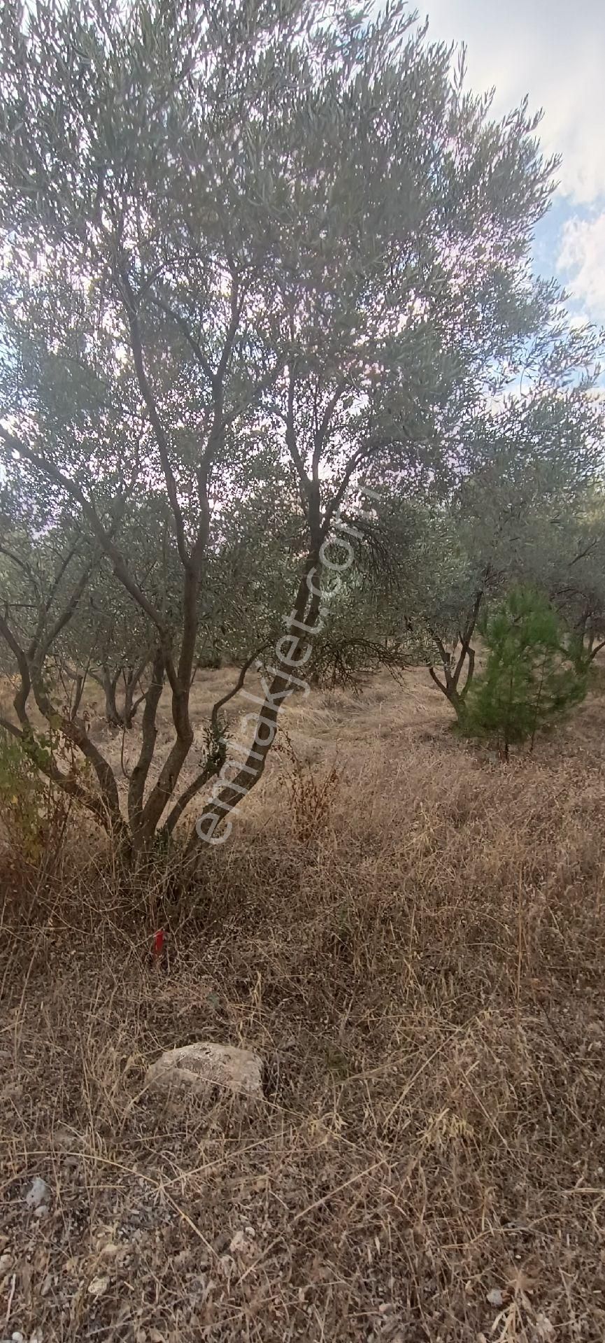 Muğla Bayır,da 1780m2 Satılık - Görsel 19