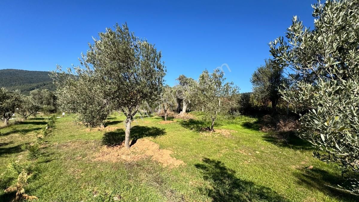 Kemalpaşa Dereköyde Satılık Kooperatif Hissesi - Görsel 4