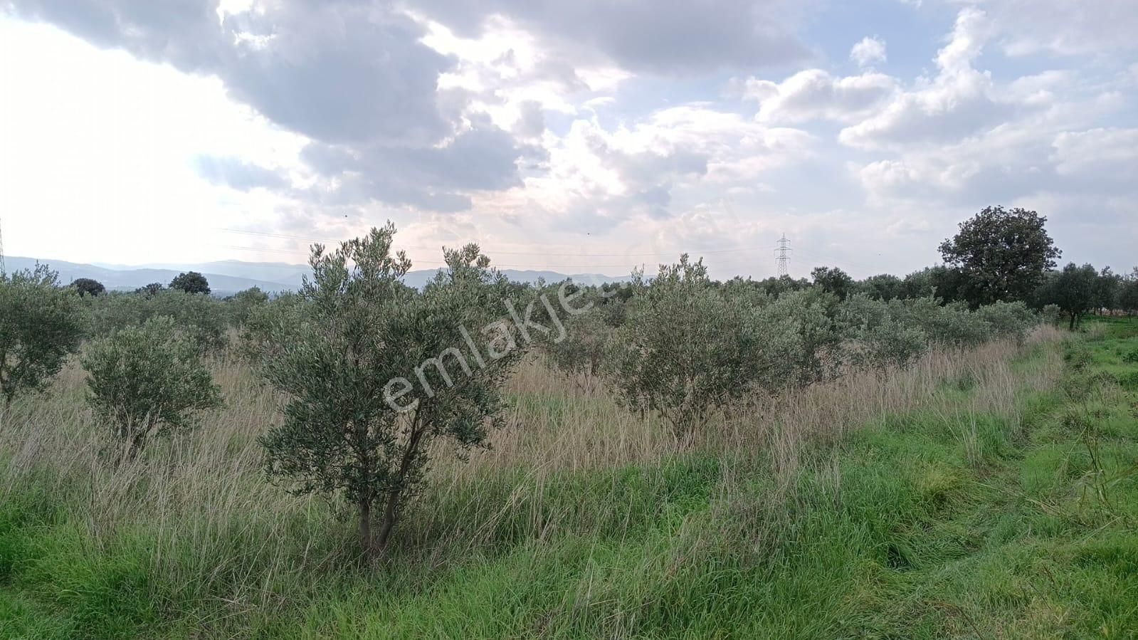 Bölcek - Hamidiye Arasında 530 Ağaç Zeytinlik - Görsel 8