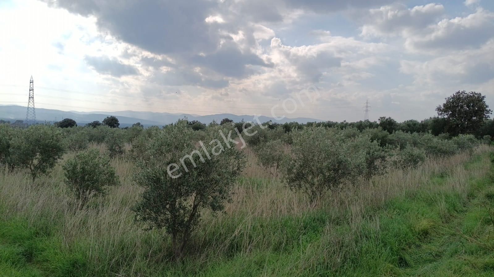 Bölcek - Hamidiye Arasında 530 Ağaç Zeytinlik - Görsel 3