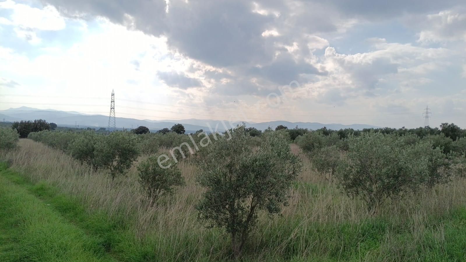 Bölcek - Hamidiye Arasında 530 Ağaç Zeytinlik - Görsel 5