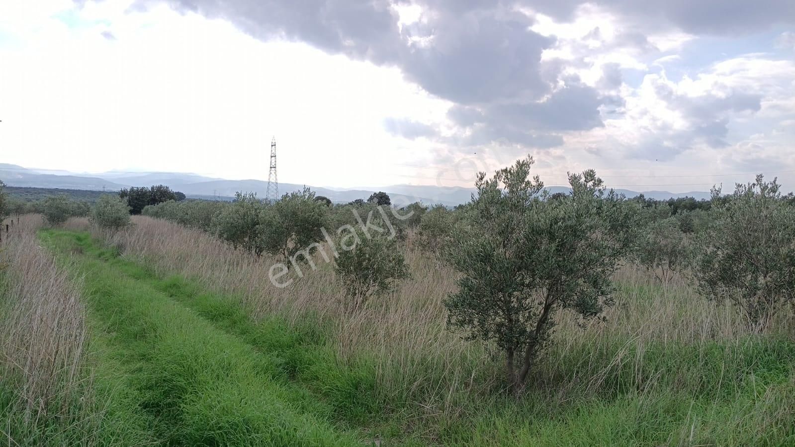 Bölcek - Hamidiye Arasında 530 Ağaç Zeytinlik - Görsel 7