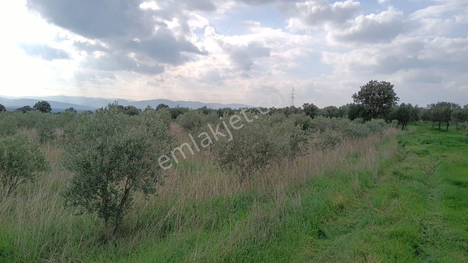 Bölcek - Hamidiye Arasında 530 Ağaç Zeytinlik - Görsel 4