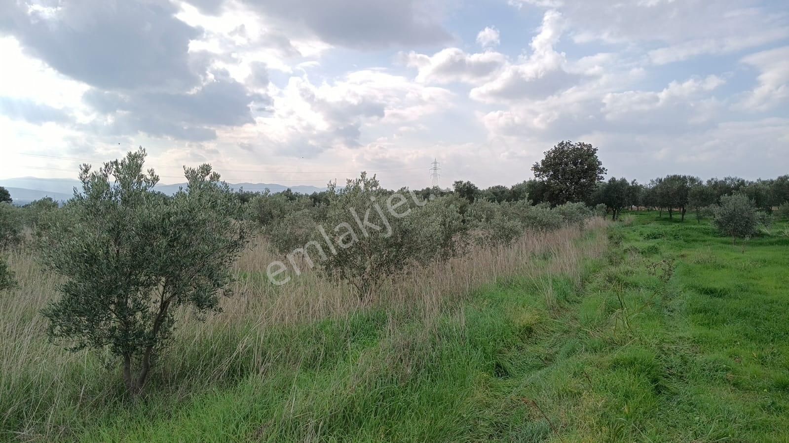 Bölcek - Hamidiye Arasında 530 Ağaç Zeytinlik - Görsel 6