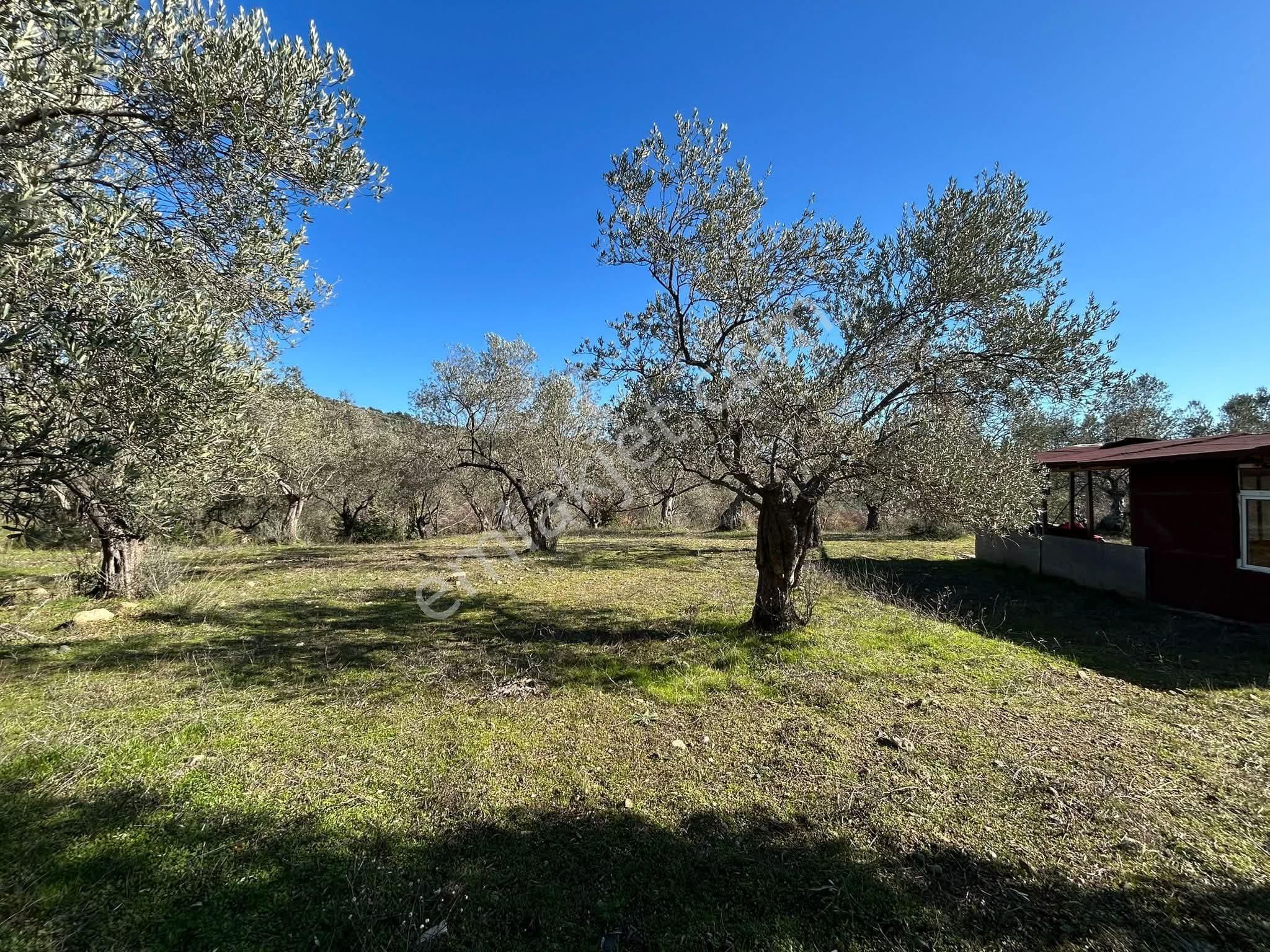 Golden Globy, Edremit Dereli'de Köye 200 Metre Mesafede Satılık 3.659 M2 Zeytinlik - Görsel 16