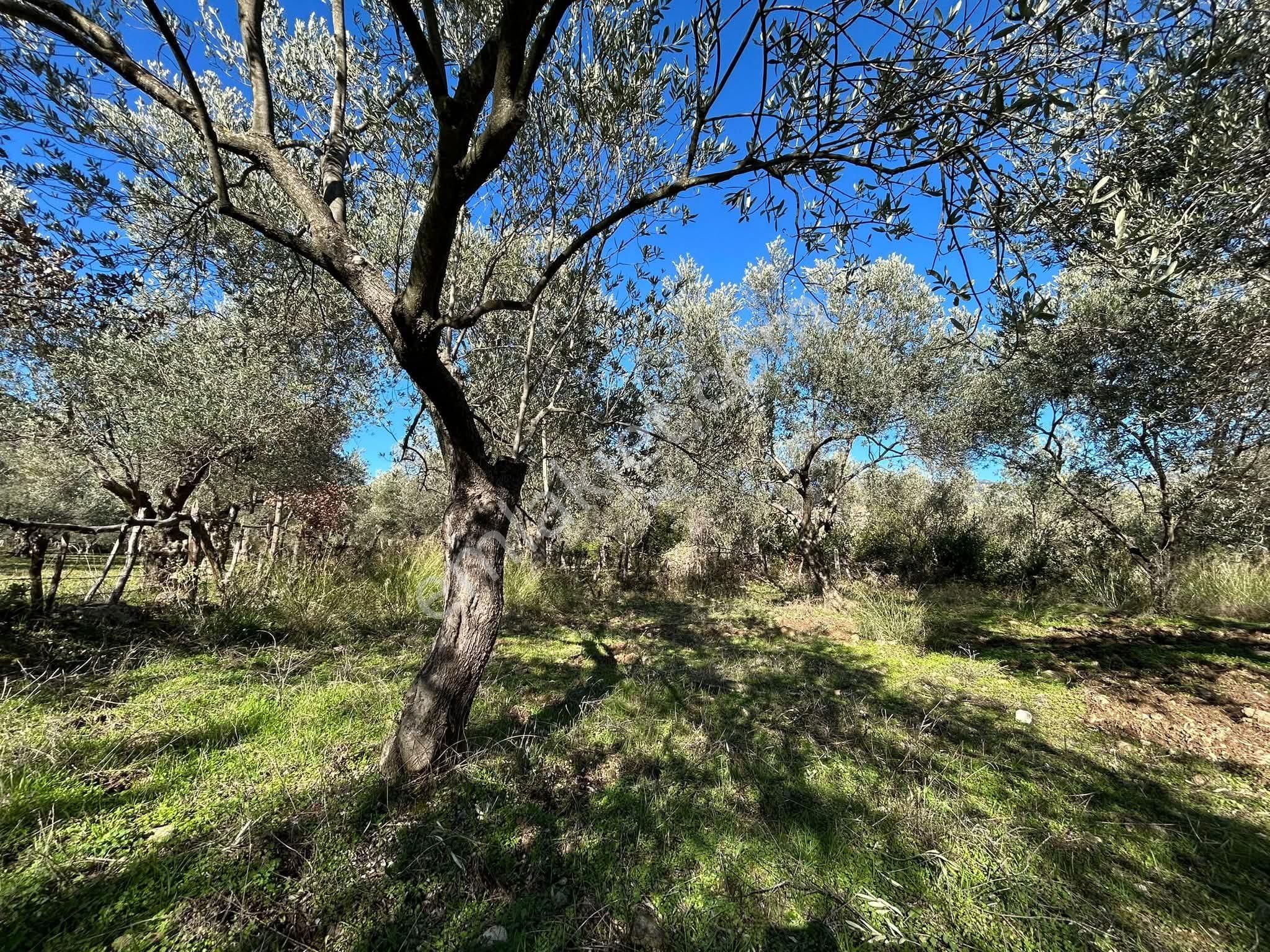 Golden Globy, Edremit Dereli'de Köye 200 Metre Mesafede Satılık 3.659 M2 Zeytinlik - Görsel 10