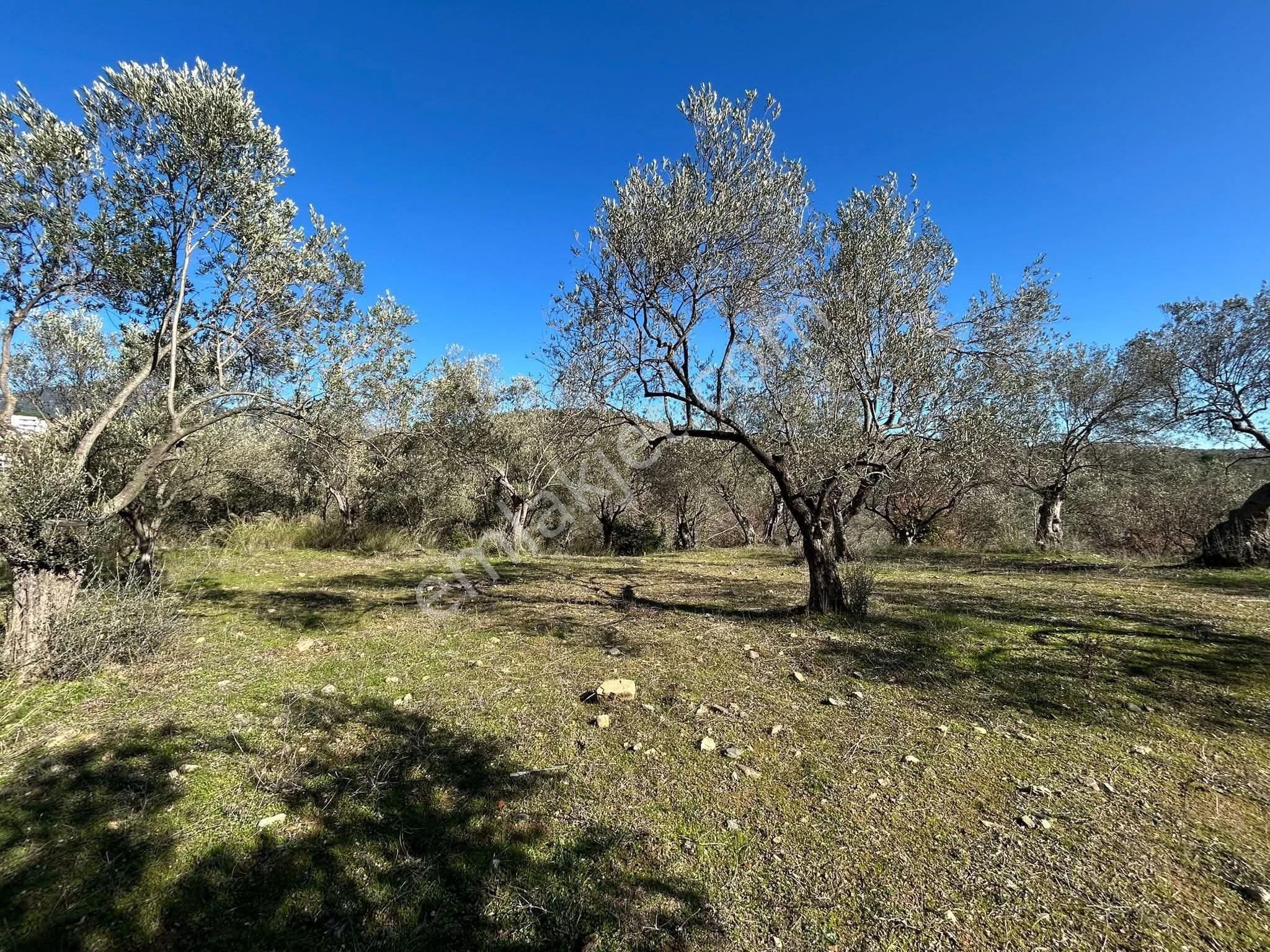 Golden Globy, Edremit Dereli'de Satılık Harika Konumda 2.286 M2 Zeytinlik - Görsel 6
