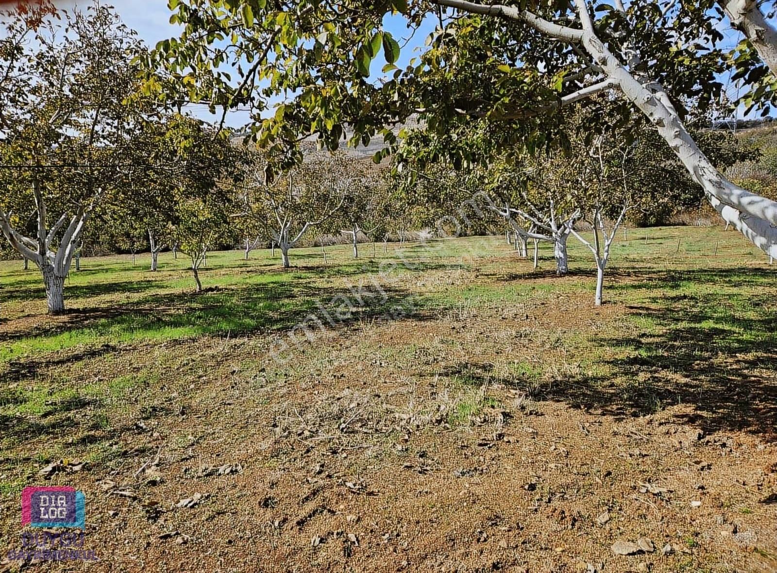 Karacabey Gölecikte Satılık Yüksek Verimli Ceviz Bahçesi - Görsel 3