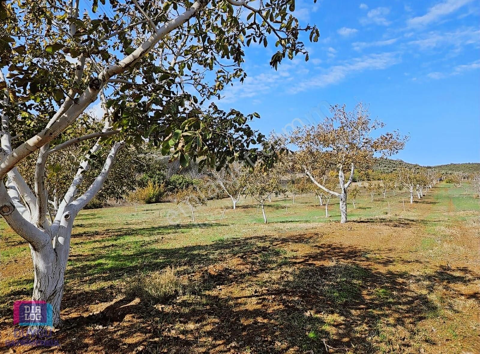 Karacabey Gölecikte Satılık Yüksek Verimli Ceviz Bahçesi - Görsel 5