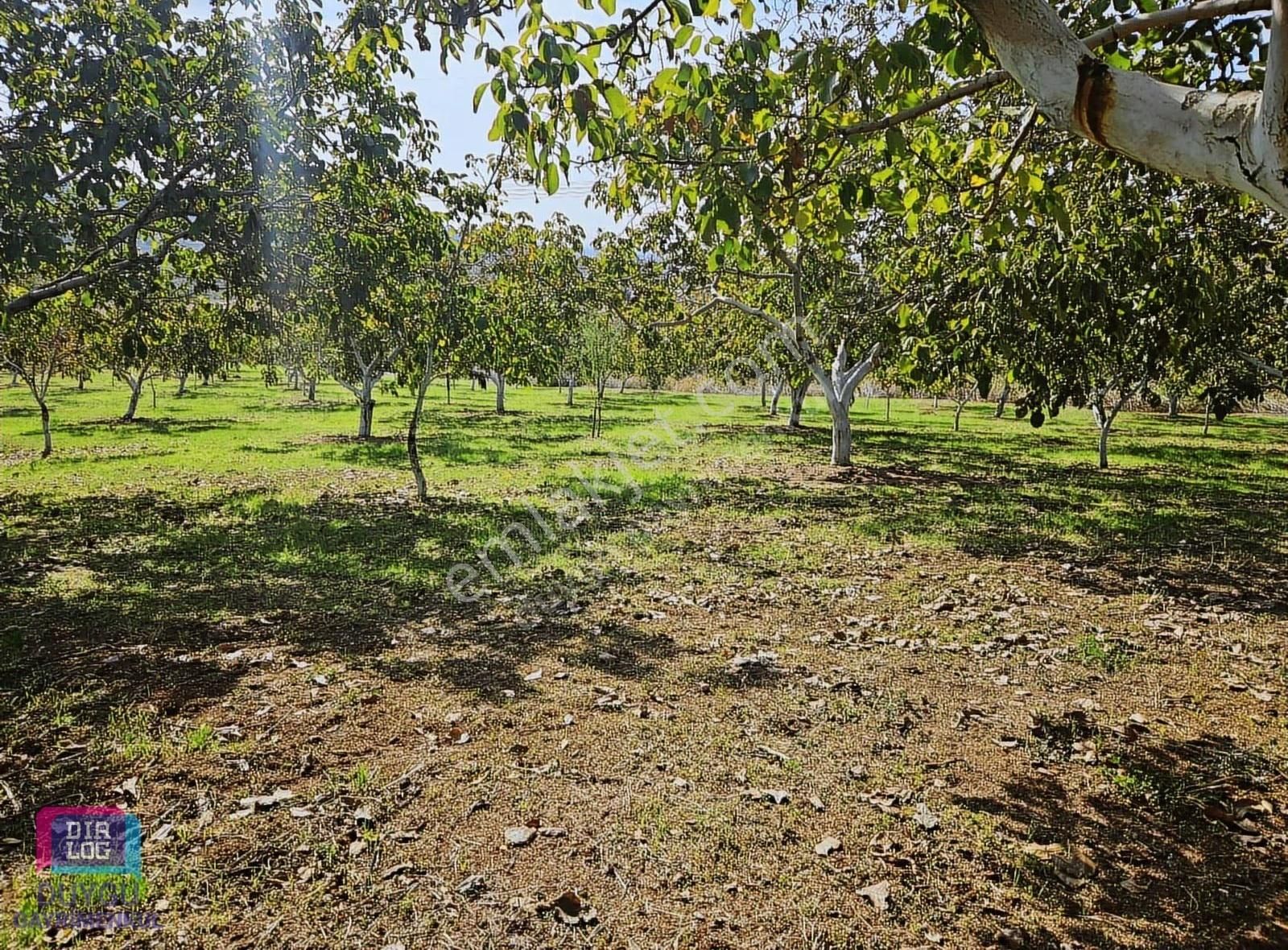Karacabey Gölecikte Satılık Yüksek Verimli Ceviz Bahçesi - Görsel 2