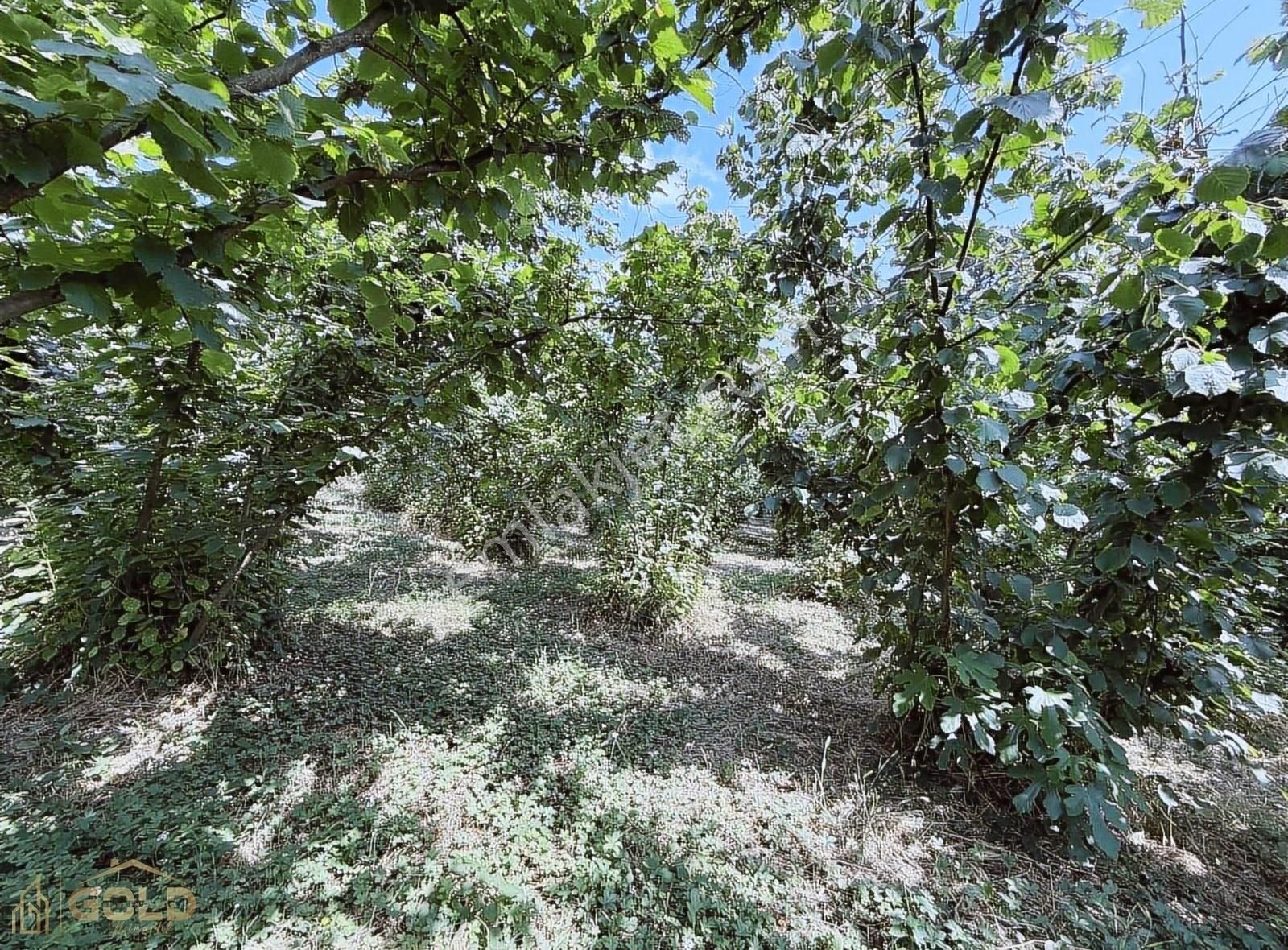 Büyükyanık'da Denize 15dk Mesafede Asfalt Yola Cephe İmarlı Arsa - Görsel 3