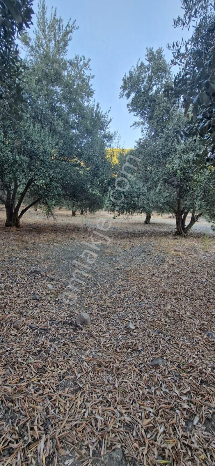 Muğla Köyceğiz Çandır Mah.4 250 M2 Zeytinlik Satılık - Görsel 8