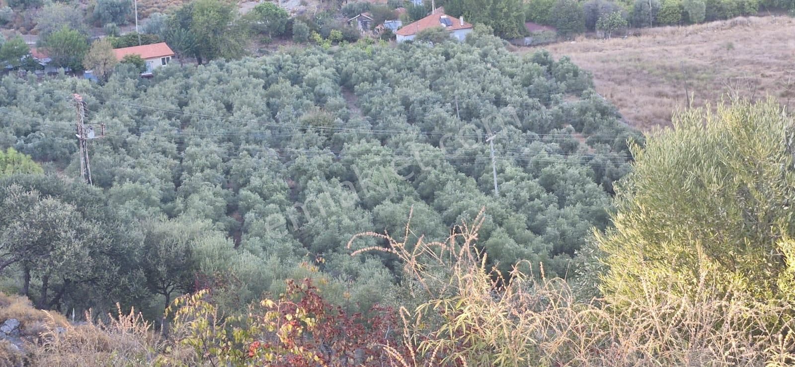 Muğla Köyceğiz Çandır Mah.4 250 M2 Zeytinlik Satılık - Görsel 2