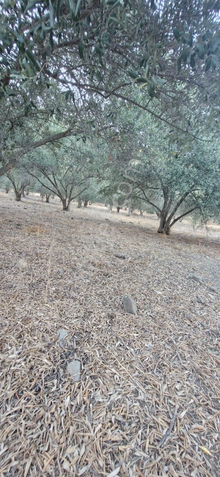 Muğla Köyceğiz Çandır Mah.4 250 M2 Zeytinlik Satılık - Görsel 7
