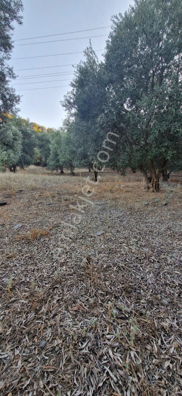 Muğla Köyceğiz Çandır Mah.4 250 M2 Zeytinlik Satılık - Görsel 9