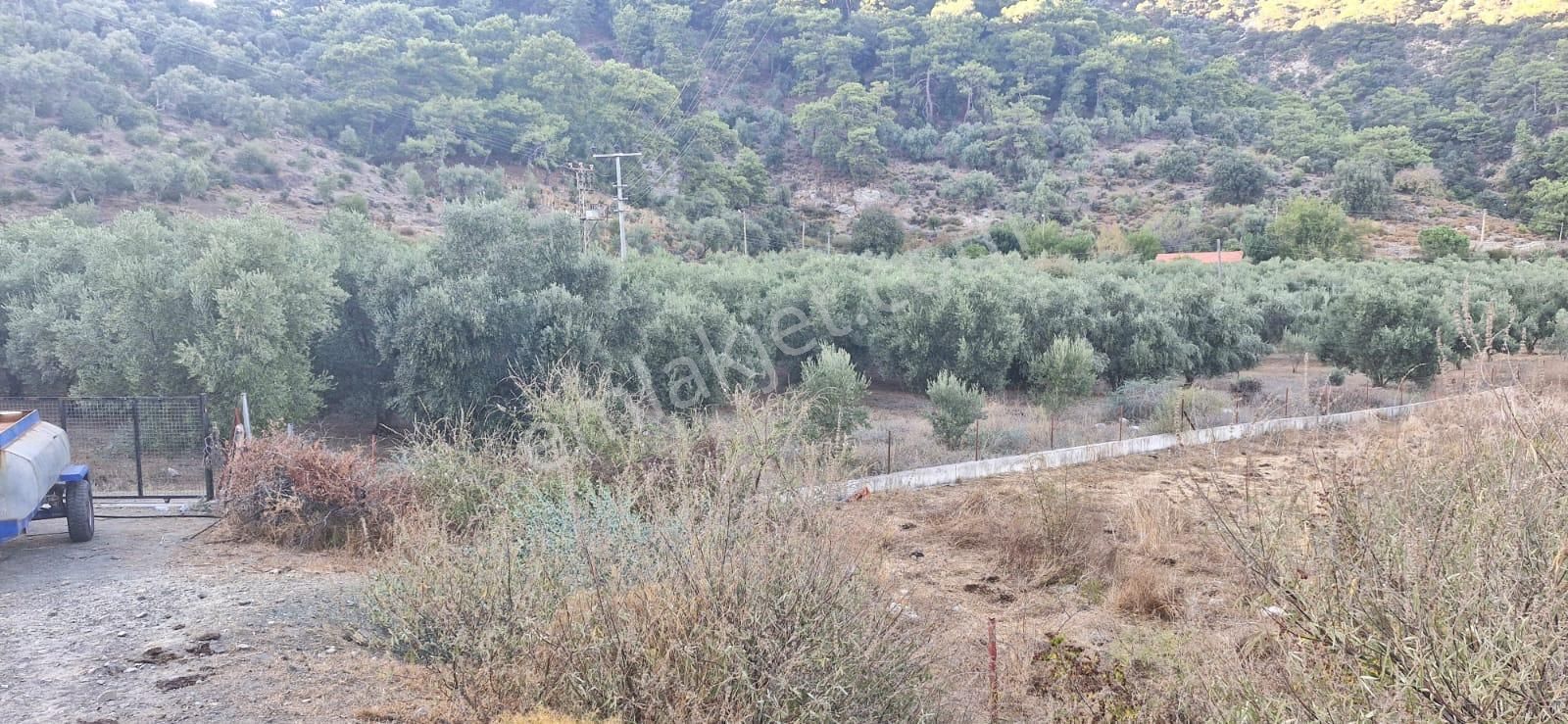 Muğla Köyceğiz Çandır Mah.4 250 M2 Zeytinlik Satılık