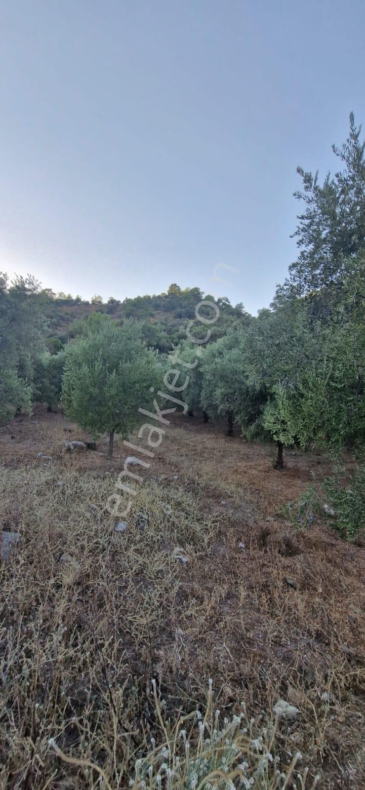 Muğla Köyceğiz Çandır Mah.4 250 M2 Zeytinlik Satılık - Görsel 3