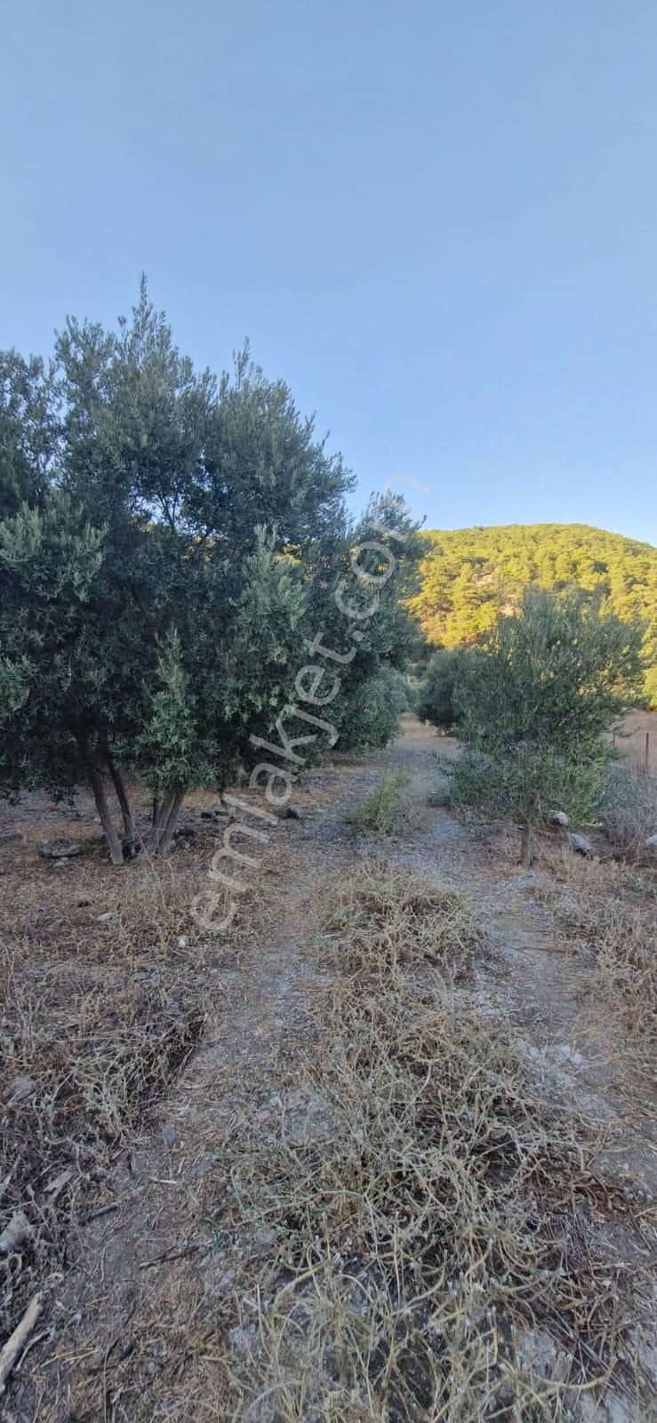 Muğla Köyceğiz Çandır Mah.4 250 M2 Zeytinlik Satılık - Görsel 6