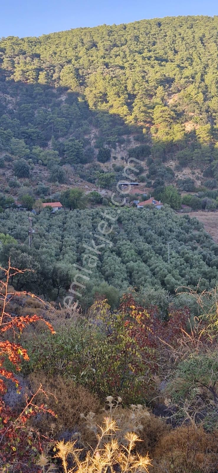 Muğla Köyceğiz Çandır Mah.4 250 M2 Zeytinlik Satılık - Görsel 5