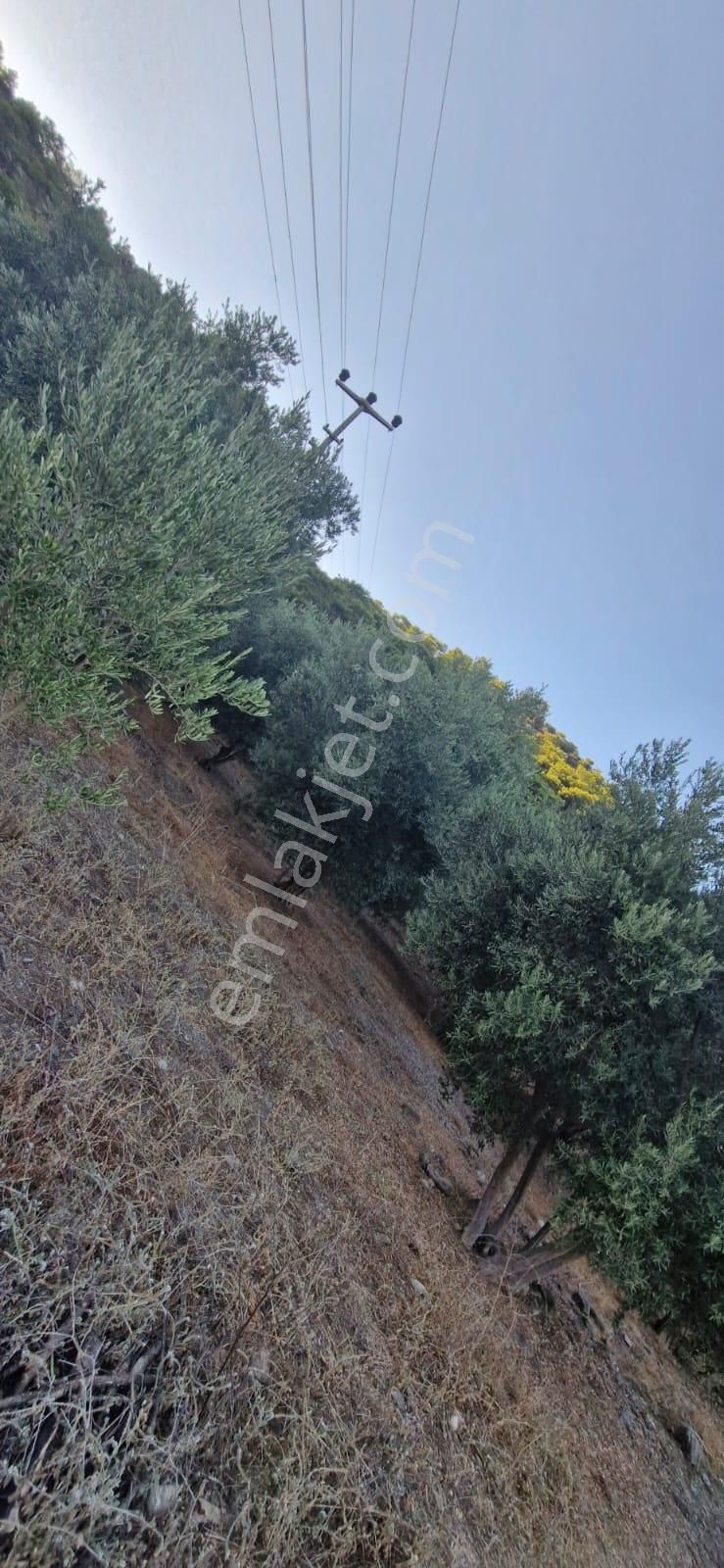 Muğla Köyceğiz Çandır Mah.4 250 M2 Zeytinlik Satılık - Görsel 11