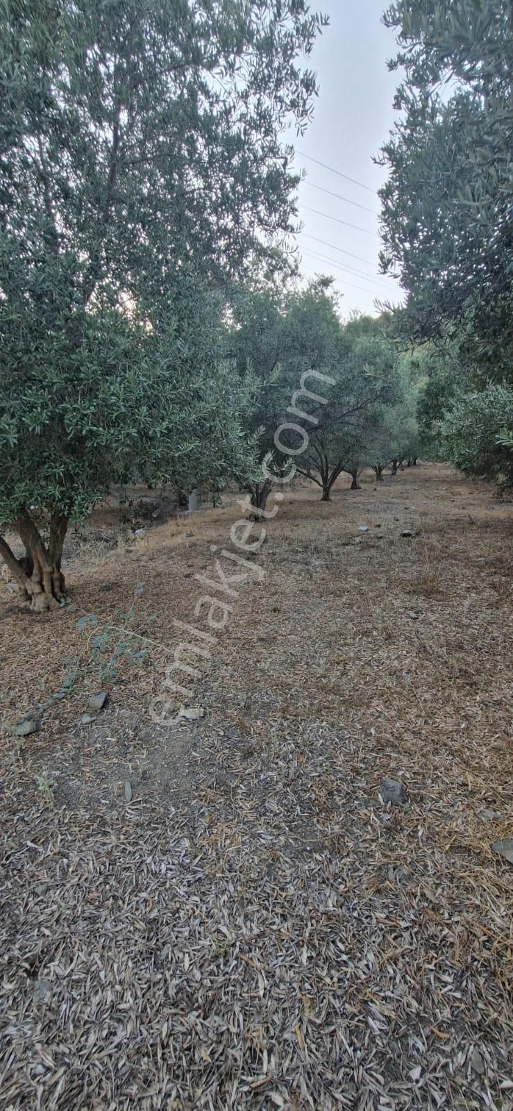 Muğla Köyceğiz Çandır Mah.4 250 M2 Zeytinlik Satılık - Görsel 4