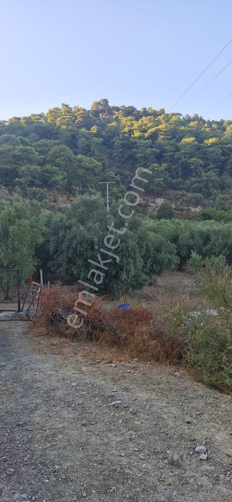 Muğla Köyceğiz Çandır Mah.4 250 M2 Zeytinlik Satılık - Görsel 10