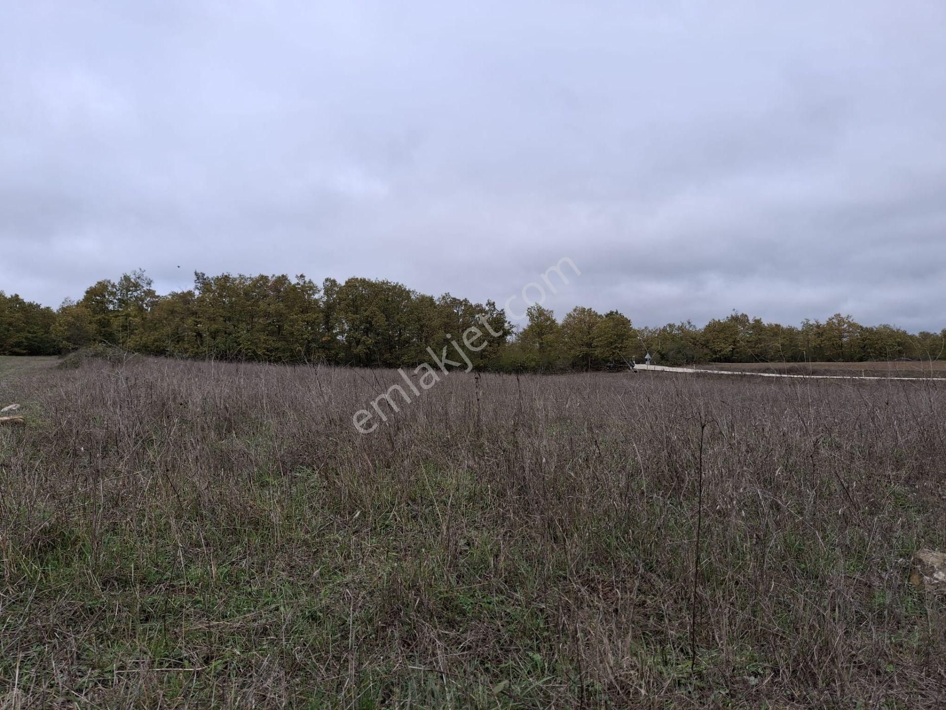 Sahibinden: Kavak-asarcık Karayoluna Yakın, Beton Yola Cepheli Tarla - Görsel 5