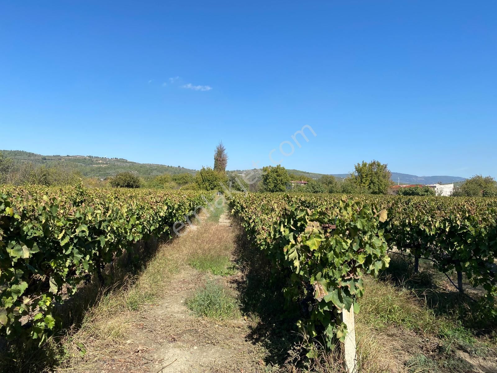 Kirazlı Köyü İçinde Tek Tapu Tarla