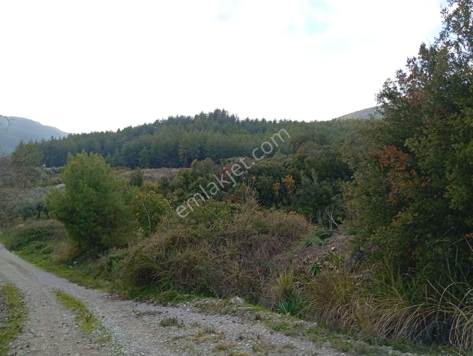 Seydikemer Ortaköy De Satilk 726 M2 Tarla - Görsel 6