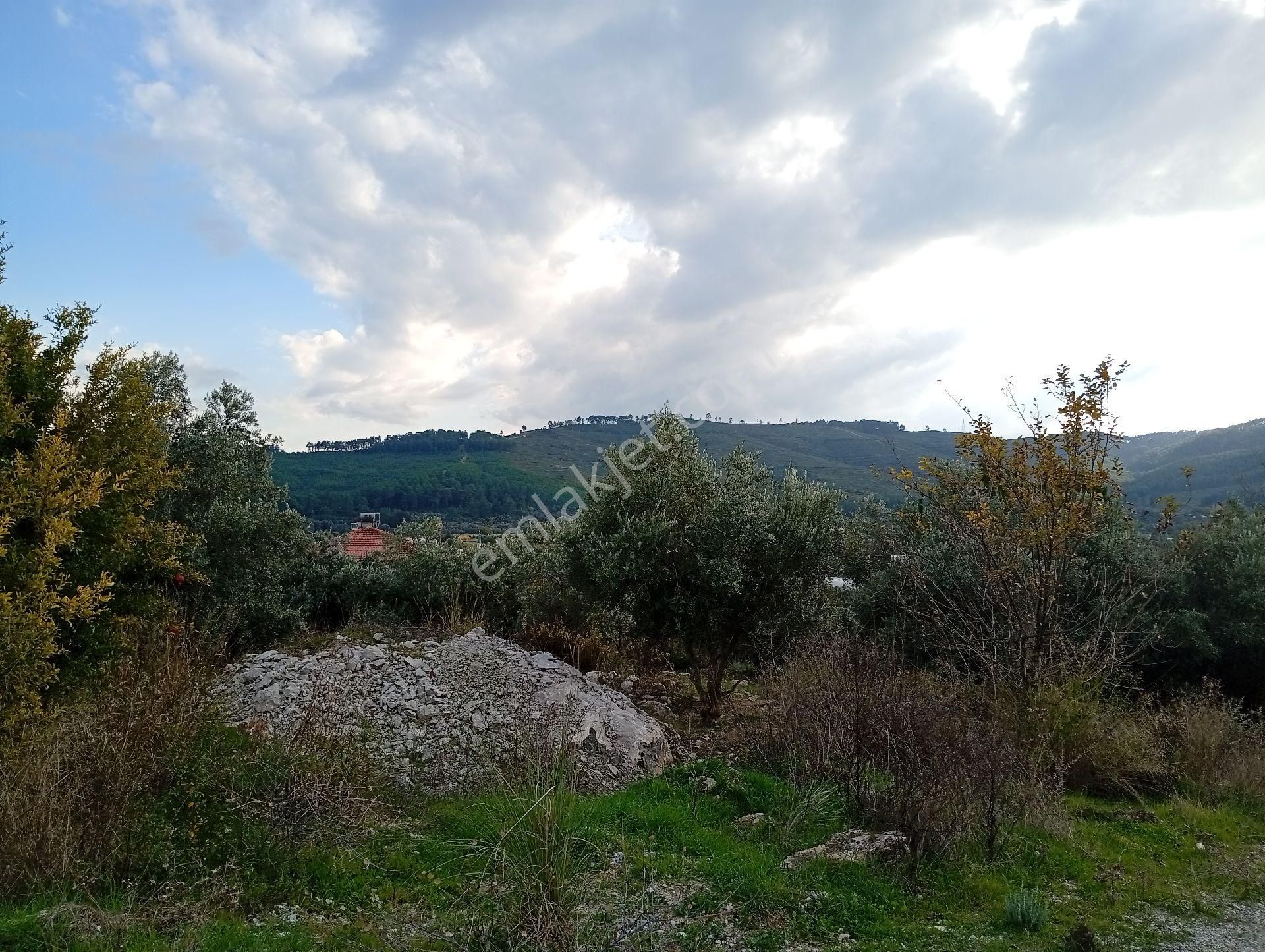 Seydikemer Ortaköy De Satilk 726 M2 Tarla - Görsel 3