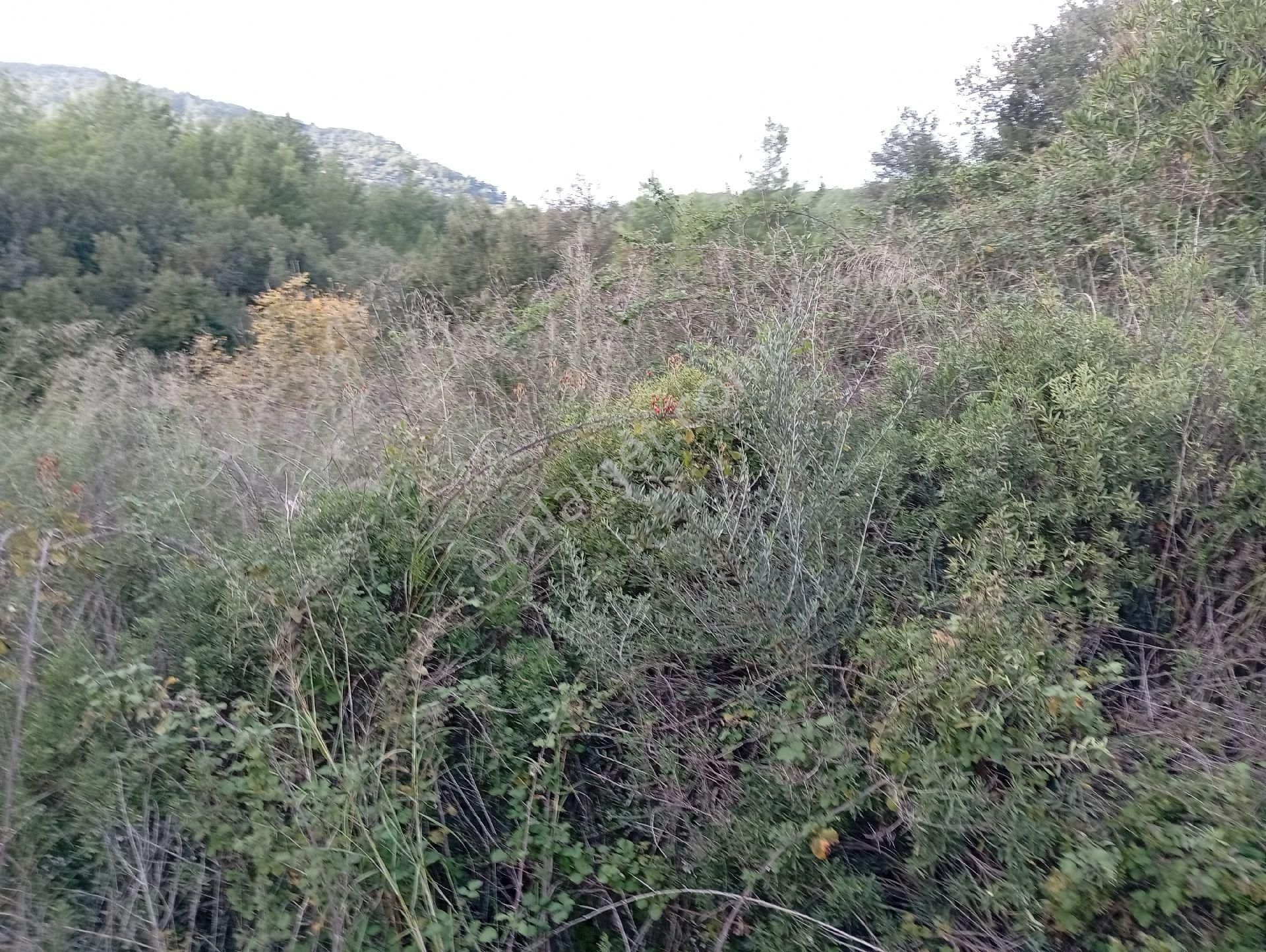 Seydikemer Ortaköy De Satilk 726 M2 Tarla - Görsel 19