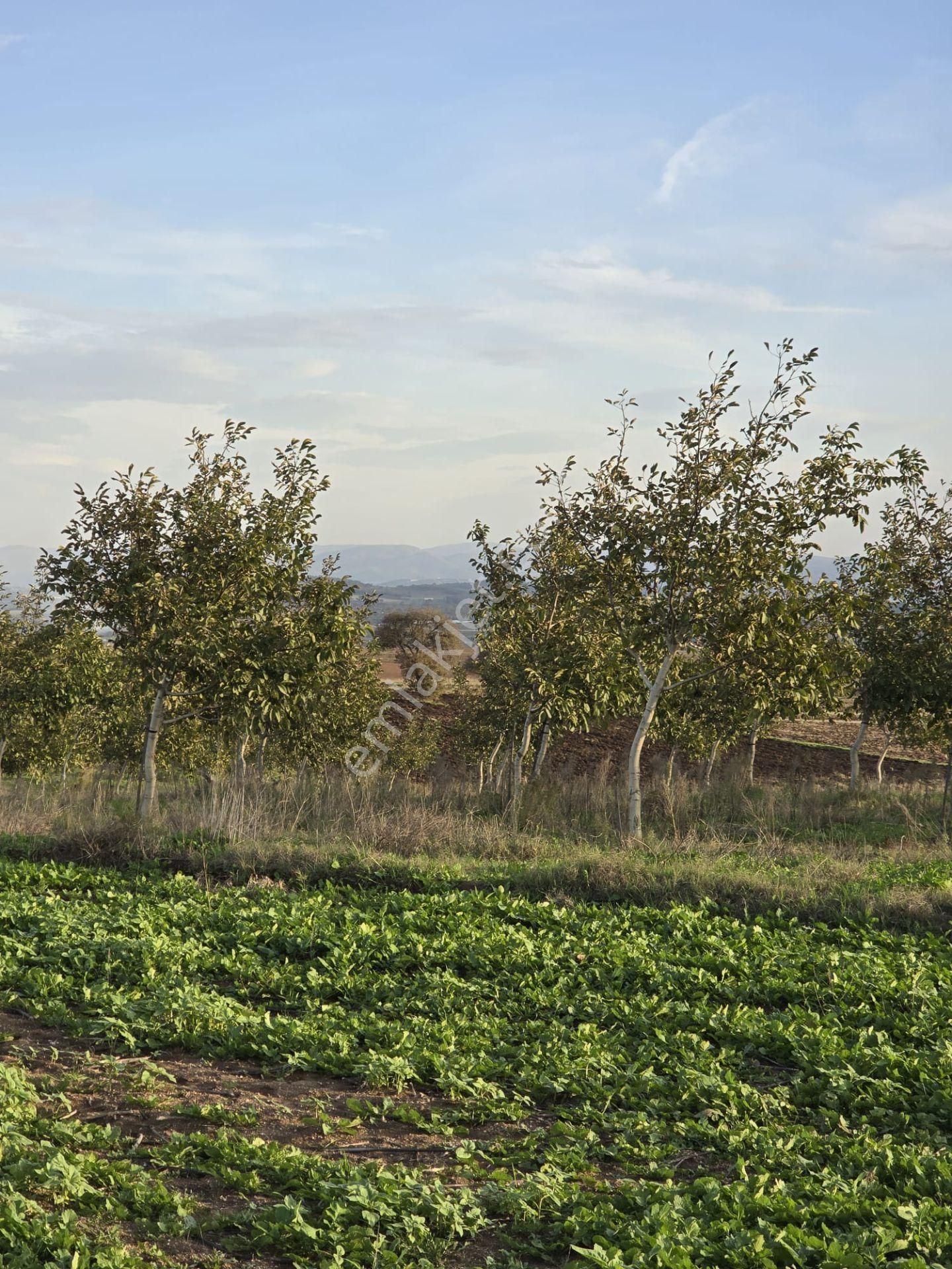 Çanakkale Biga Eskibalıklı Köyü Satılık Tarla - Görsel 17
