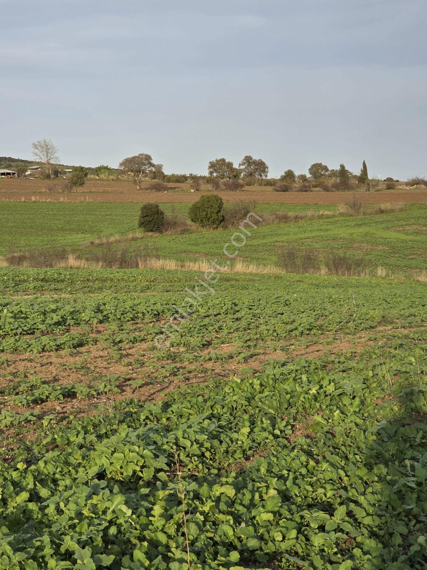 Çanakkale Biga Eskibalıklı Köyü Satılık Tarla - Görsel 7