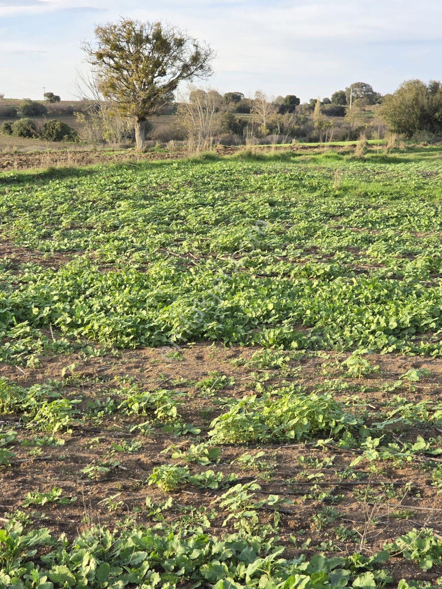 Çanakkale Biga Eskibalıklı Köyü Satılık Tarla - Görsel 10
