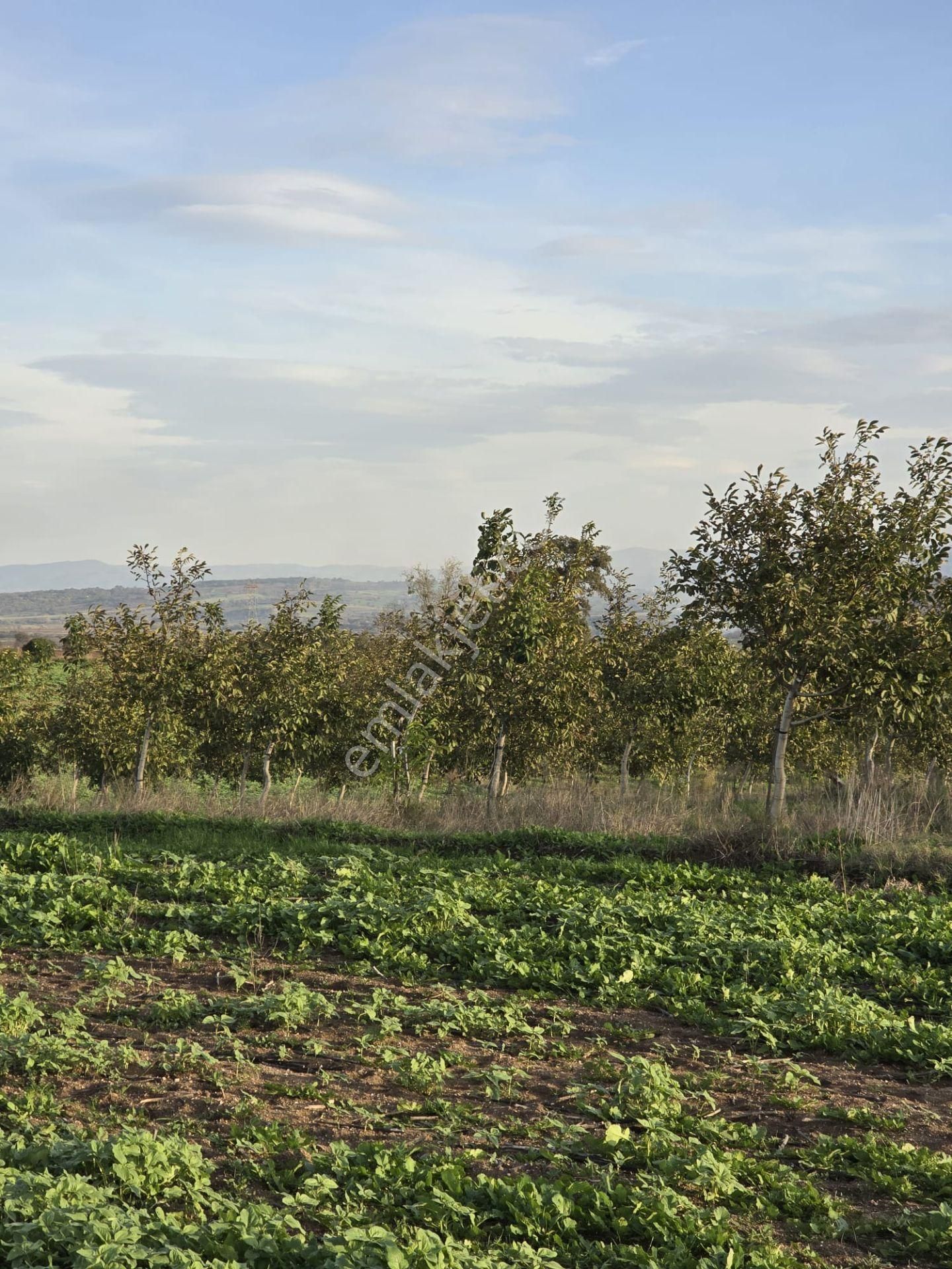 Çanakkale Biga Eskibalıklı Köyü Satılık Tarla - Görsel 15