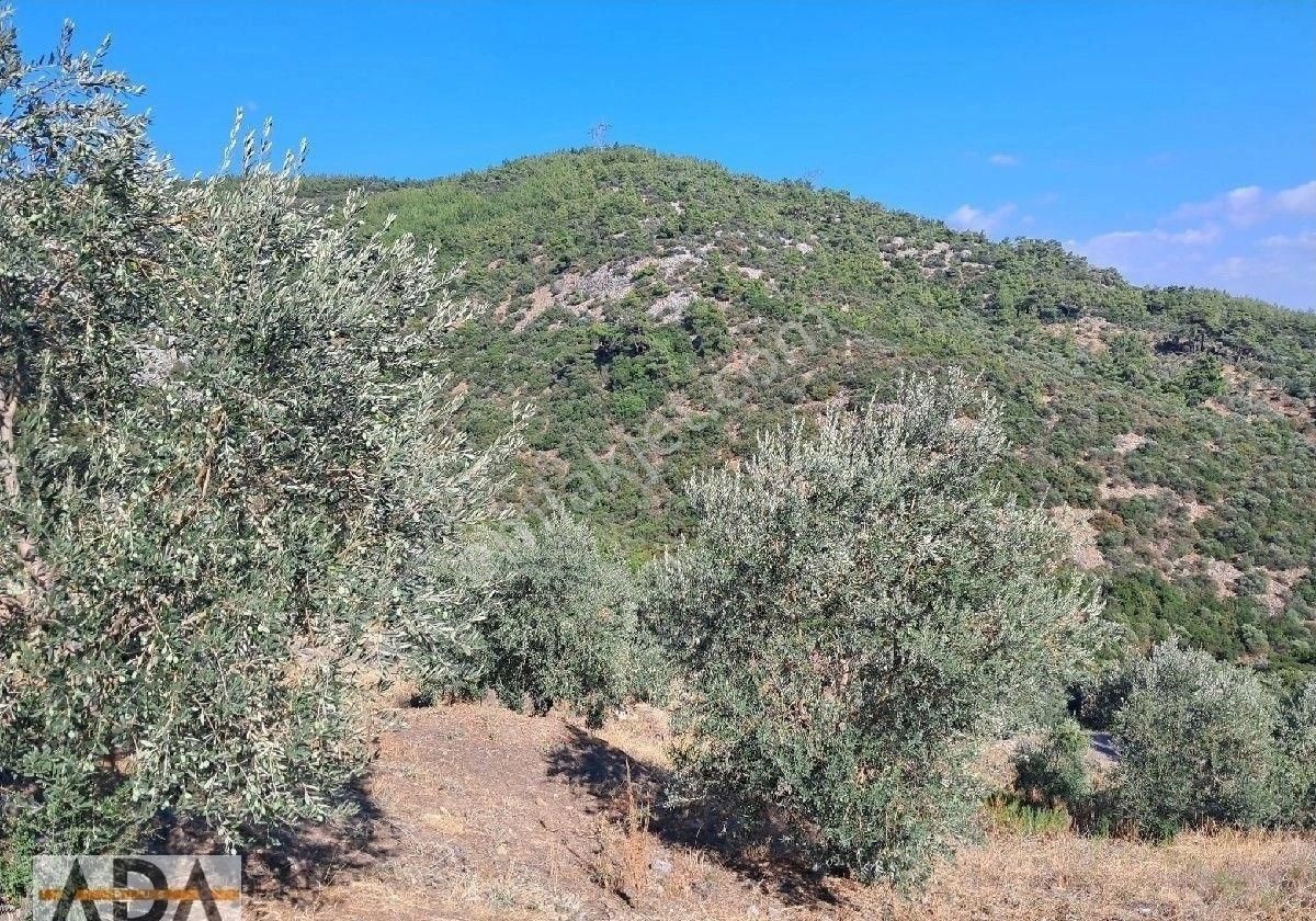 Selçuk Havutculu Da Satılık Zeytinlik - Görsel 10